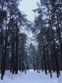 Snow covered pine trees in forest during winter