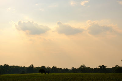Scenic view of agricultural field against sky during sunset