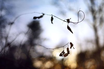 Close-up of twig against sky