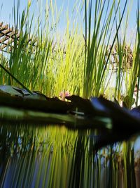 Close-up of grass on field against sky