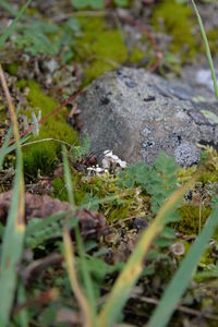 Surface level of green plants