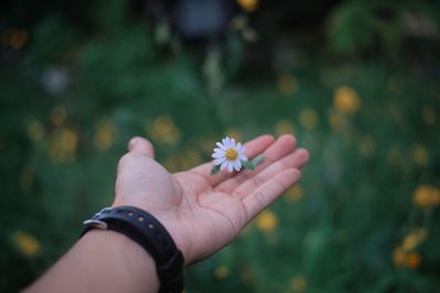 Cropped hand of person holding white flowering plant