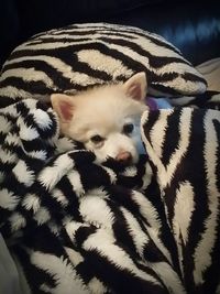 Portrait of a dog resting