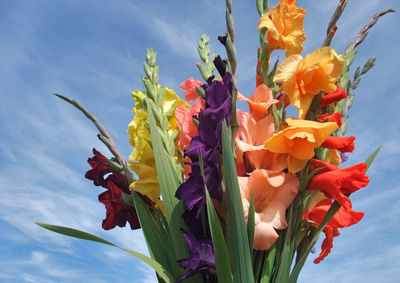 Close-up of orange flowering plant against sky