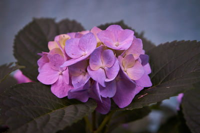 Close-up of purple hydrangea flowers