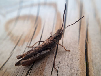 Close-up of insect on table