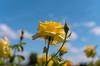 Close-up of yellow flowering plant against sky