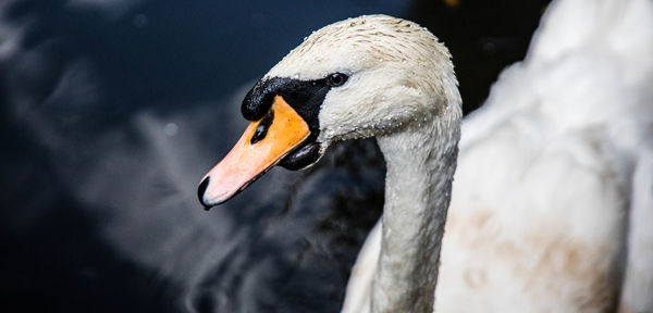 Close-up of swan