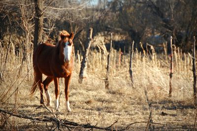 Sheep standing on field