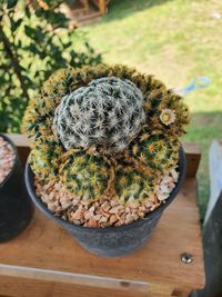 High angle view of succulent plant on table