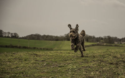 Dog running on field