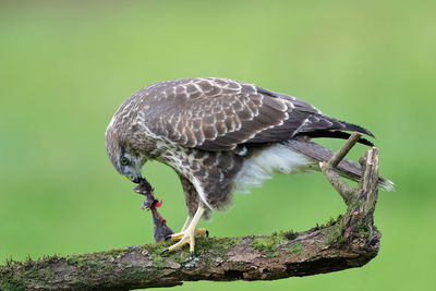 Close-up of bird perching on branch