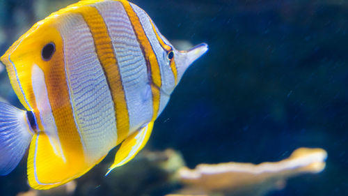 Close-up of fish swimming in aquarium