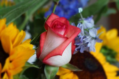 Close-up of yellow rose blooming outdoors