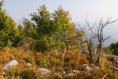 Trees growing in forest against sky during autumn