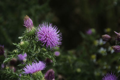 Close-up of purple thistle flowers