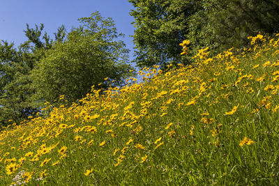 Yellow flowering plants on field