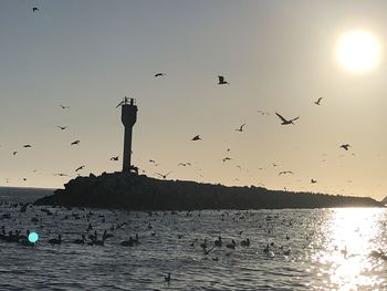 Seagulls flying over sea during sunset