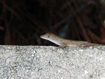 Close-up of lizard on rock