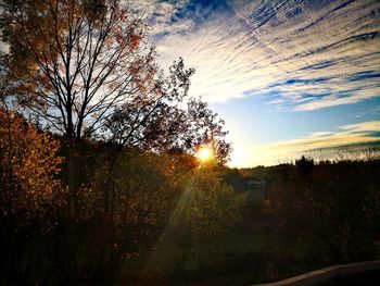 Trees against sky during sunset