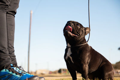 Pet owner legs and french bulldog