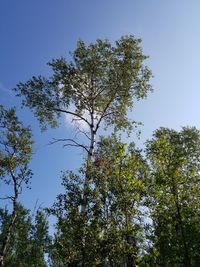 Low angle view of trees against blue sky