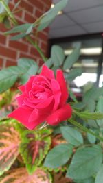 Close-up of red rose