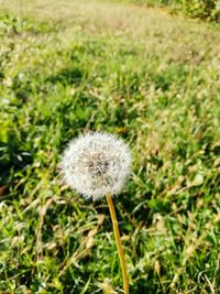 Close-up of dandelion blooming on grassy field