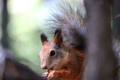 Close-up of squirrel