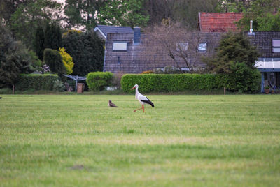 Stork on the field
