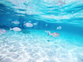 View of jellyfish swimming in sea