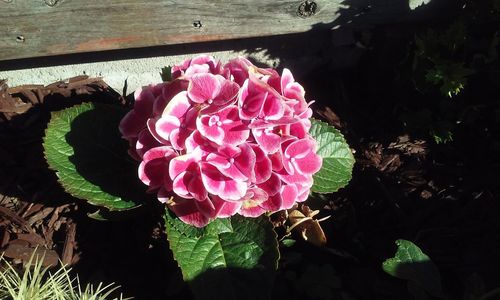 Close-up of pink rose flower