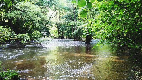 Scenic view of forest