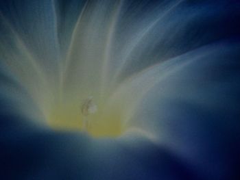 Full frame shot of flower