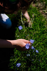 High angle view of hand holding purple flowering plant