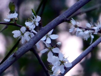 Close-up of white cherry blossoms in spring