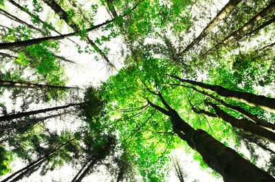 Low angle view of tree against sky