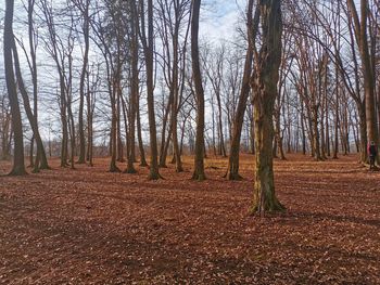 Bare trees on field in forest