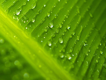 Puerto rico water dew on green banana leaf texture close up