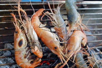 High angle view of crab