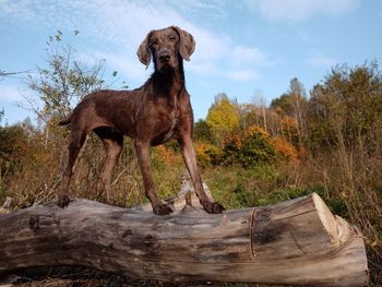 Dog standing on land against sky