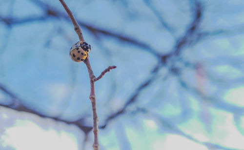 Close-up of a ladybug on a tree branch.