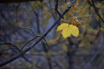 Close-up of autumnal leaves against blurred background