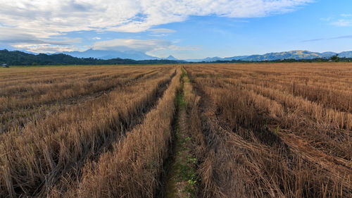 Scenic view of agricultural field against sky