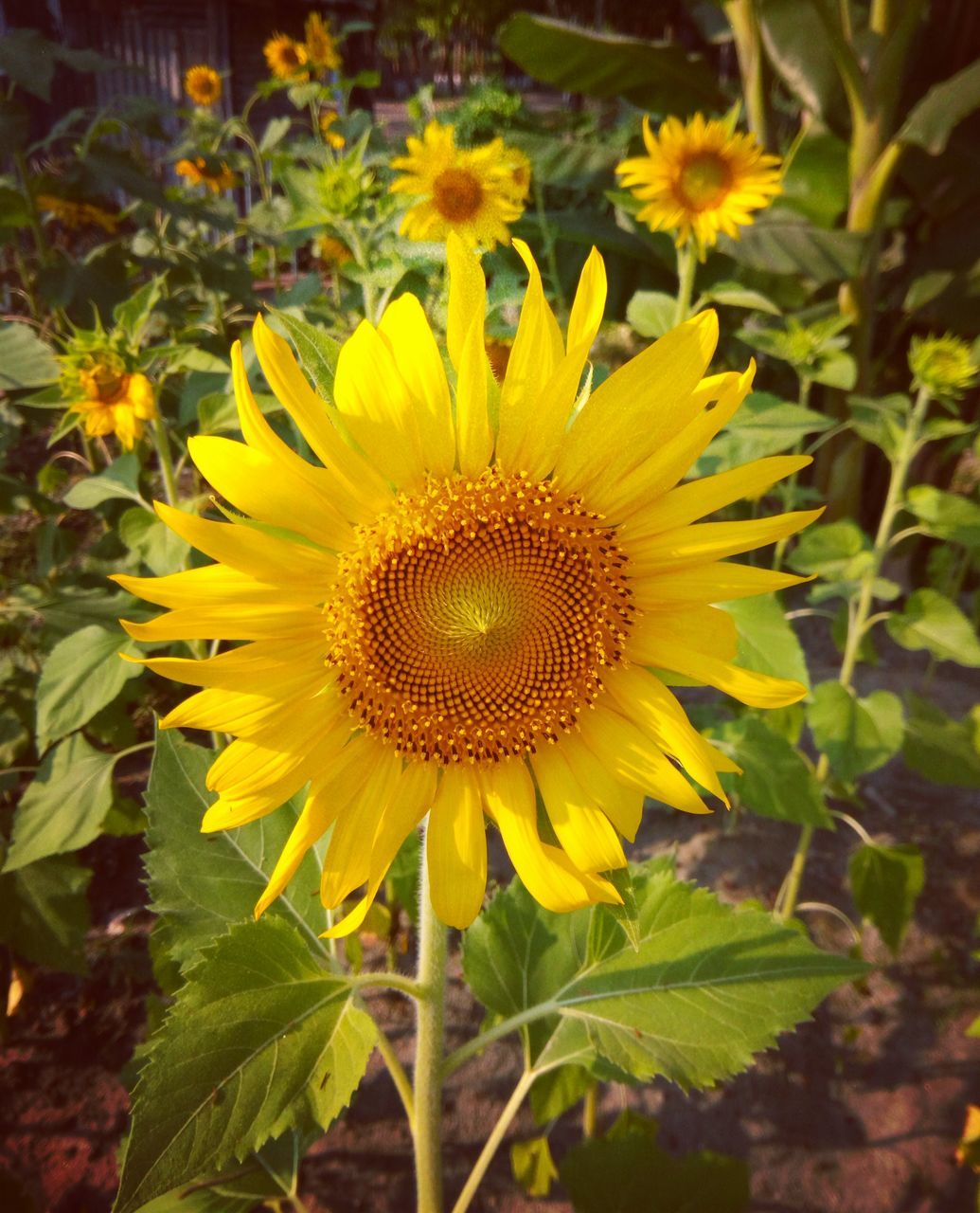 flower, yellow, fragility, growth, nature, petal, plant, flower head, beauty in nature, freshness, no people, close-up, sunflower, outdoors, blooming, day