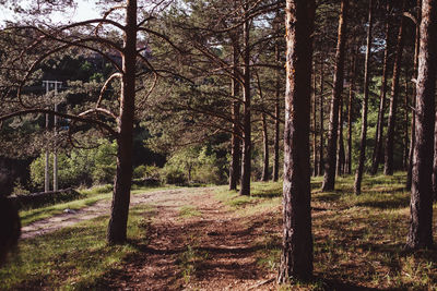 Trees in forest