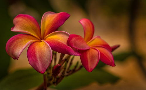 Close-up of red flowering plant