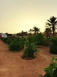 Palm trees on landscape against clear sky