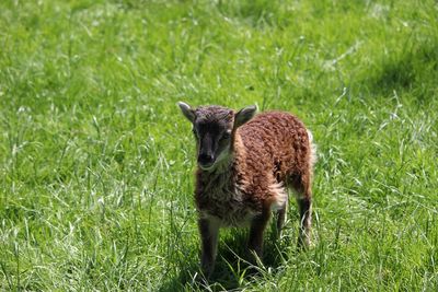 Portrait of animal on grass