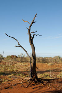 Bare tree on field against clear sky